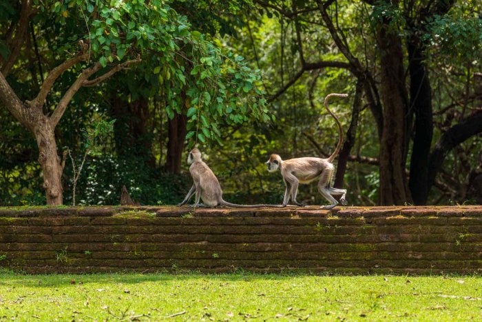 entelle gris du sri lankaqui marche sur un muret à polonnaruwa
