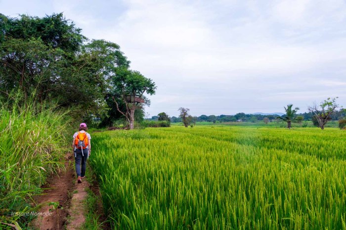 marcheur dans les paysages de rizières aux alentours de sigirya au sri lanka