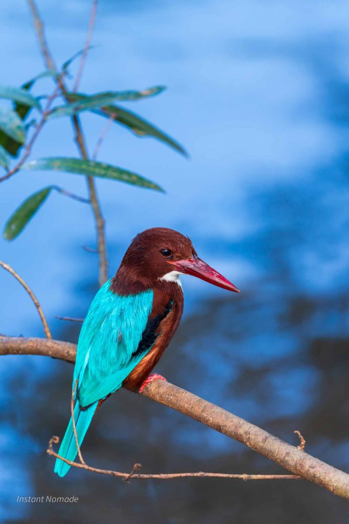 martin chasseur de a gorde blanche posé sur une branche au lac de kandy au sri lanka