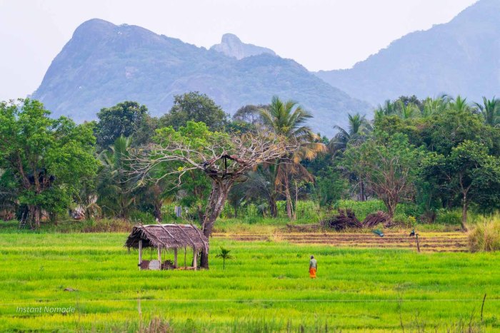 paysan qui se dirige vers une cabane dans les rizières à sigirya au sri lanka