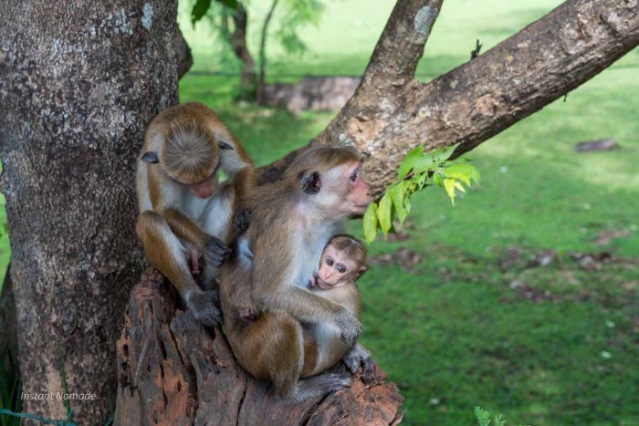 trois babouins en train de se retirant les puces