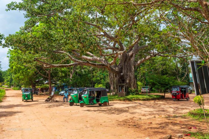 tuktuk attendant au pied d'un arbre à pidurangala rock