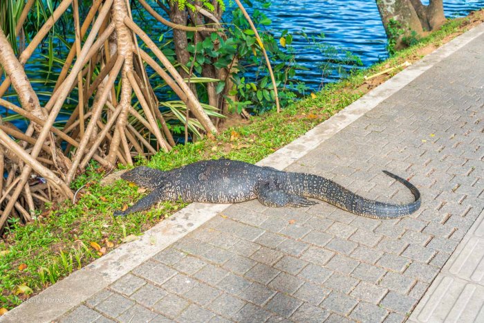 varan prenant le soleil sur un trottoir au bord du lac de kandy