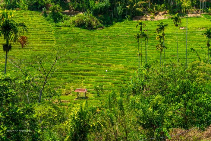 champ riz knuckles sri lanka