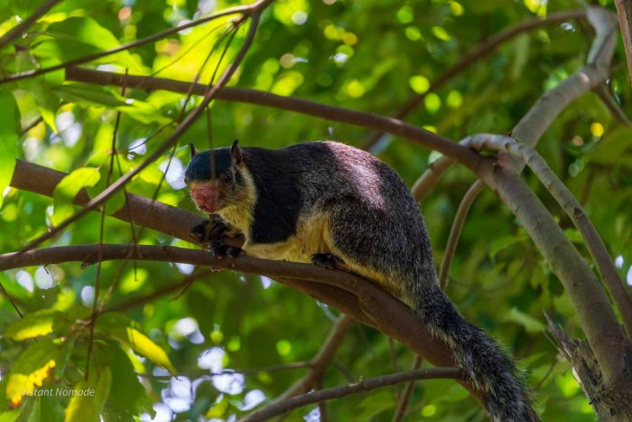 ecureuil geant de ceylan knuckles sri lanka