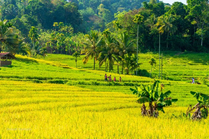 famille sri lanka riziere knuckles