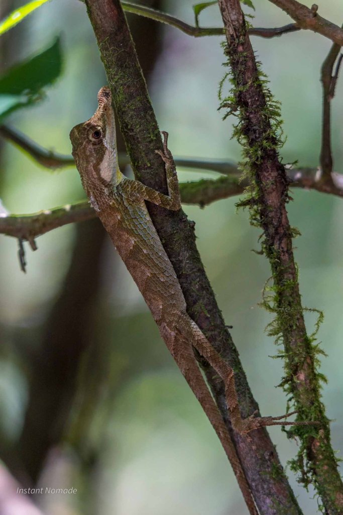 Lézard à nez de feuilles Ceratophora tennentii sri lanka knuckles