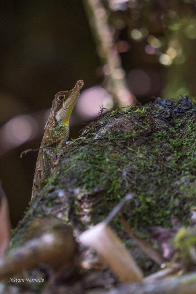 Lézard à nez de feuilles Ceratophora tennentii sri lanka