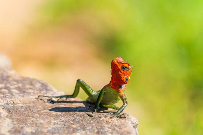 lezard sri lanka knuckles tete rouge