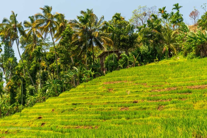 rizière sri lanka knuckles