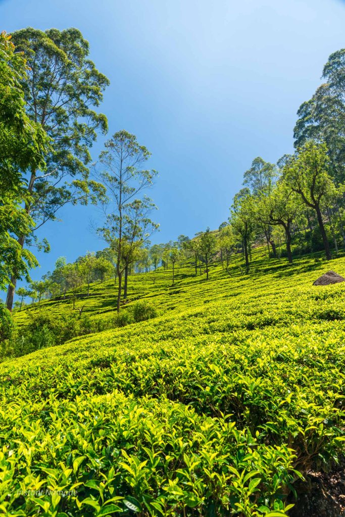 champ the haputale sri lanka