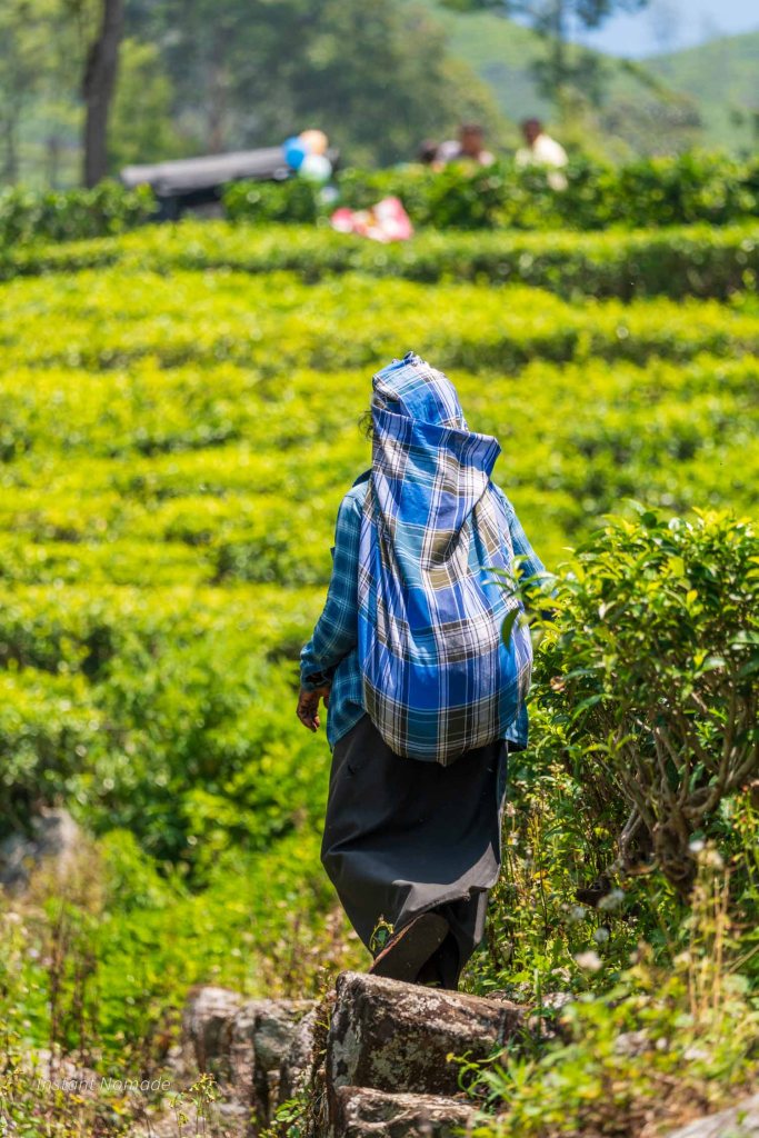 cueilleuse the haputale sri lanka
