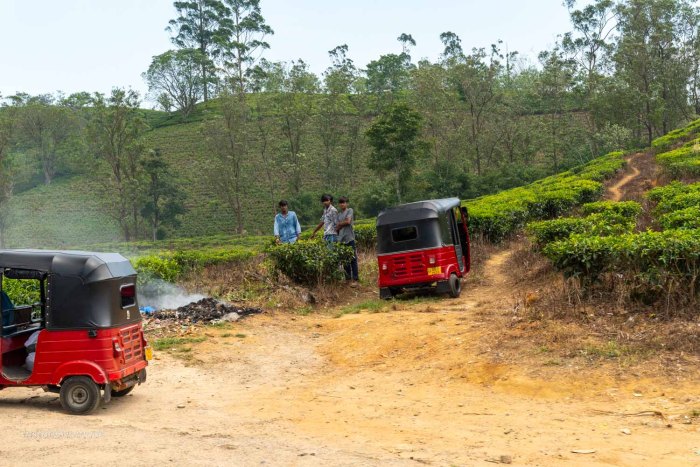 jeunes sri lankais avec tuktuk dans les champs de thé