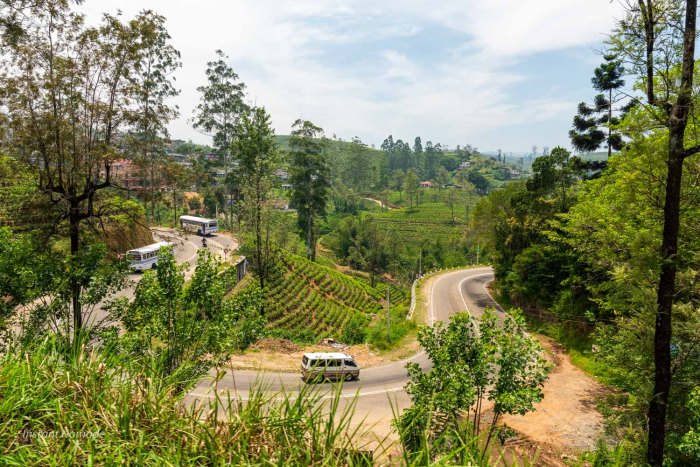 route de montagne dans les plantations de thé sri lanka