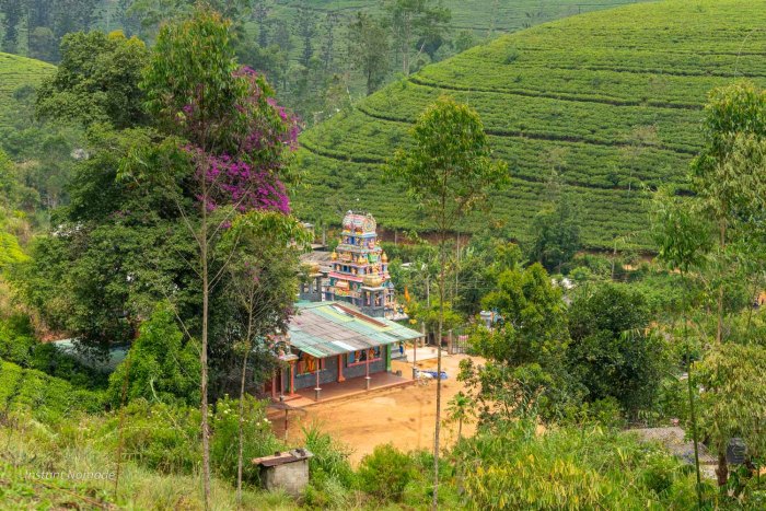 temple hindou au milieu des plantations de thé