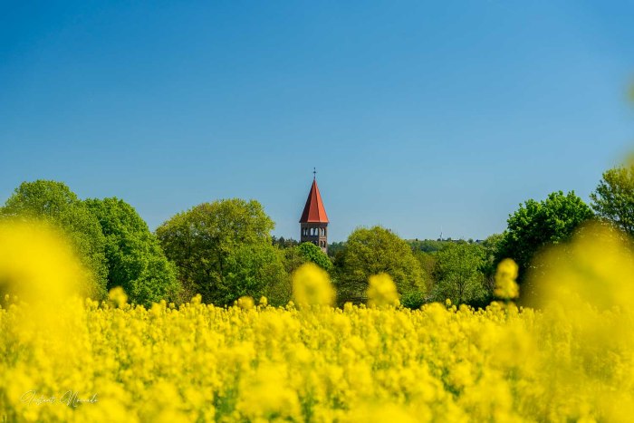 abbaye benedictine saint maurice de clervaux champs colza luxembourg