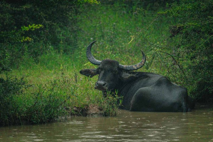 buffle couché dans une mare à yala