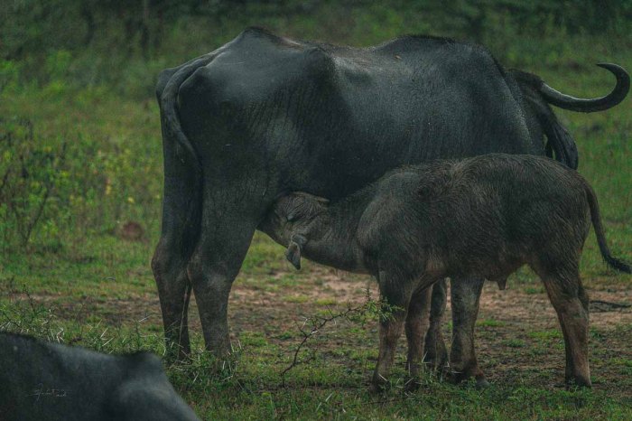 buffle femelle avec son petit dans yala