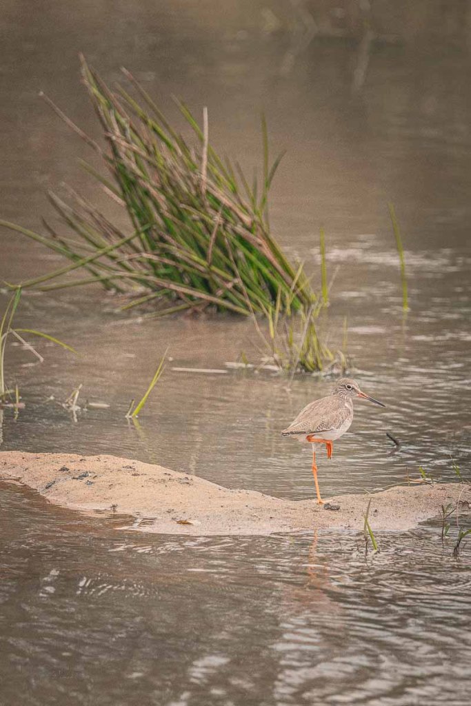 Chevalier gambette en attente sur un banc de sable