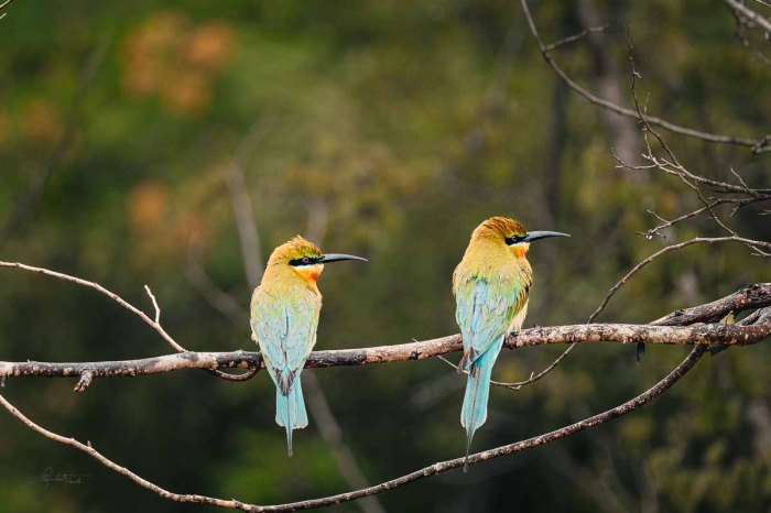 couple de guêpiers à queue d'azur posés sur une branche dans le parc de yala