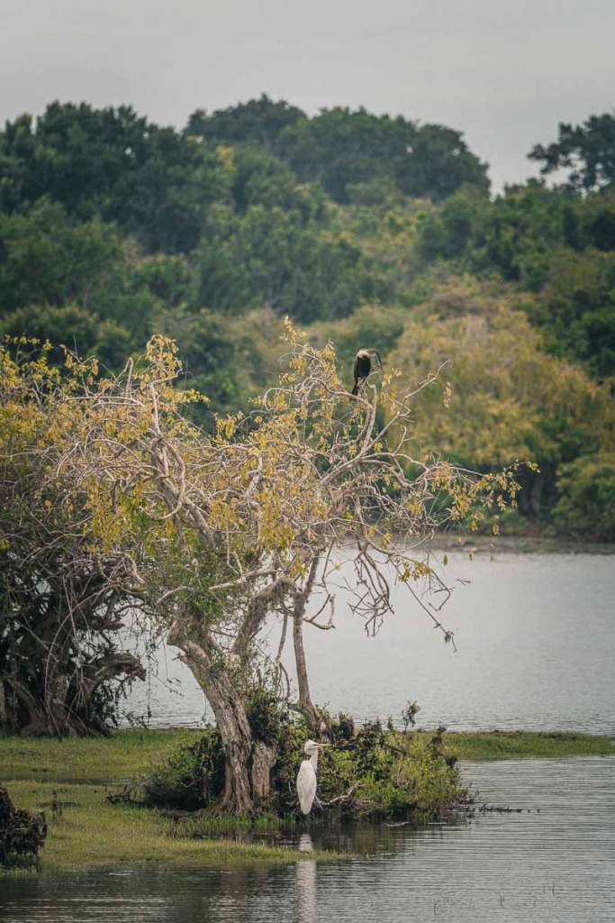 cormoran et aigrette