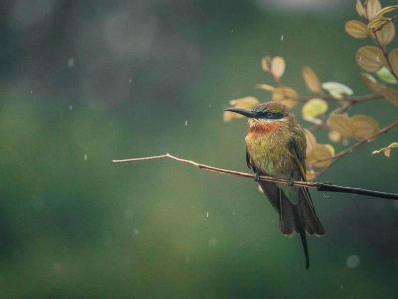 Roadtrip au Sri-Lanka | Safari dans le parc national de Yala : notre avis mitigé&nbsp;!