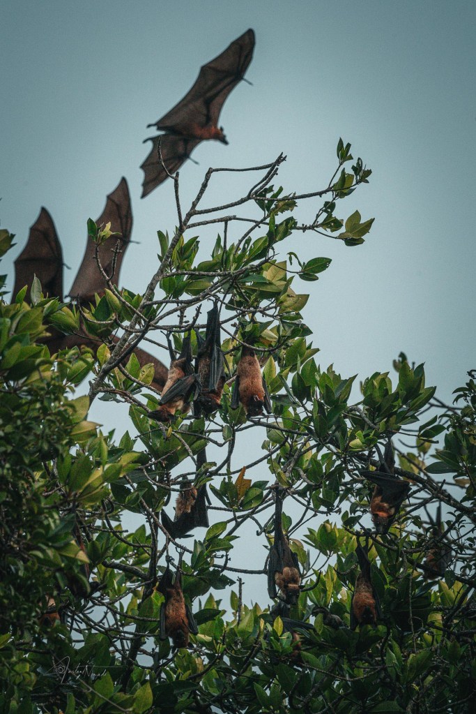 chauve souris ahungalla sri lanka