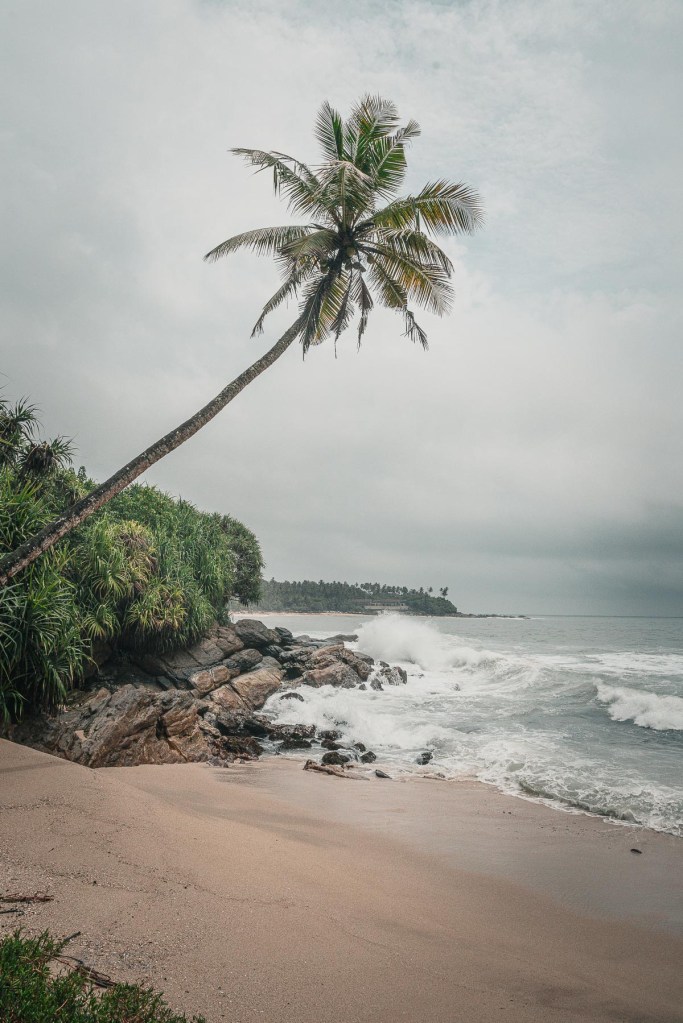 cocotier tangalle sri lanka