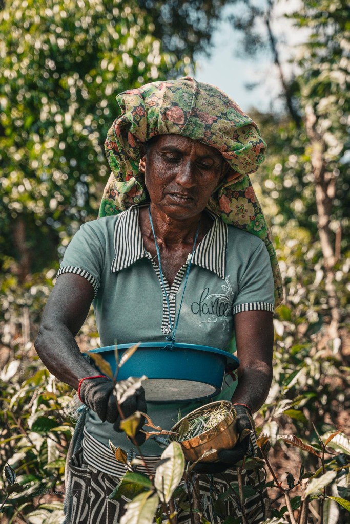 cueilleuse plantation the sri lanka