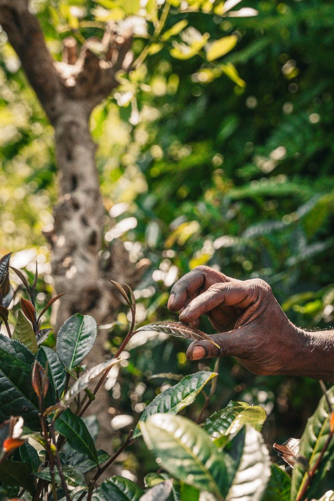 cueilleuse the sri lanka