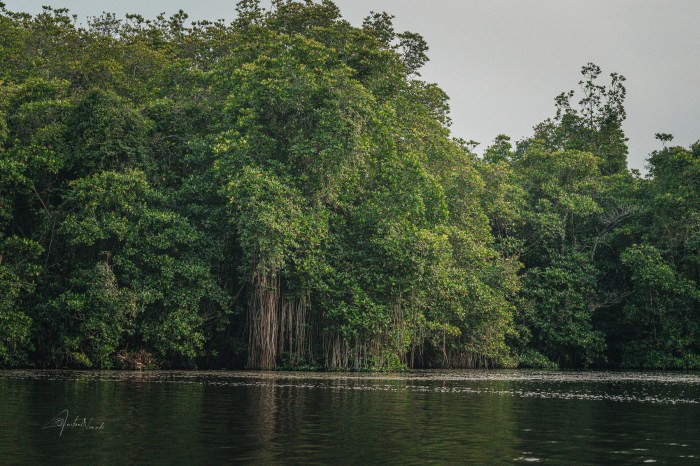 mangrove ahungalla sri lanka