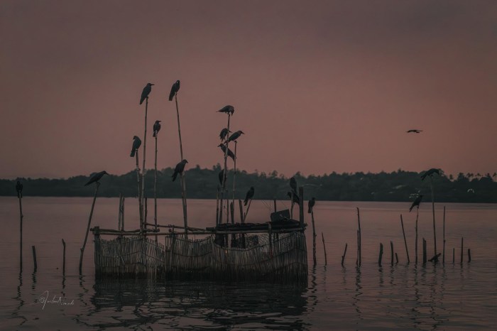 oiseaux excursion sri lanka