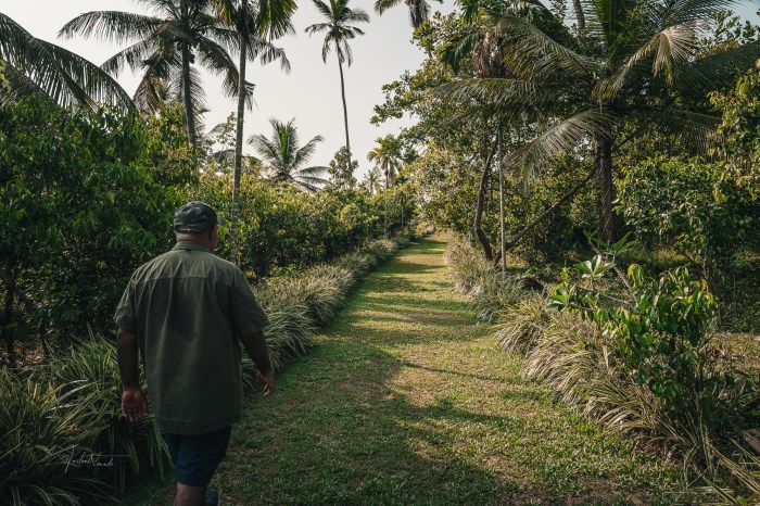 plantation cannelle ahungalla sri lanka