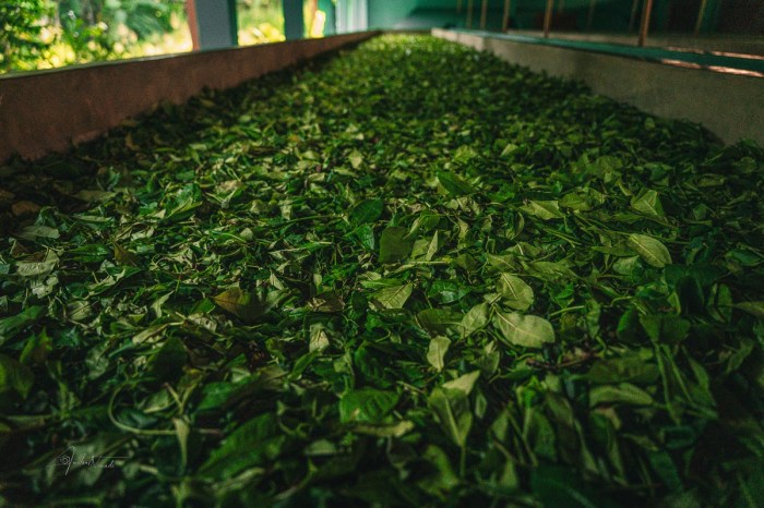 recolte the sri lanka