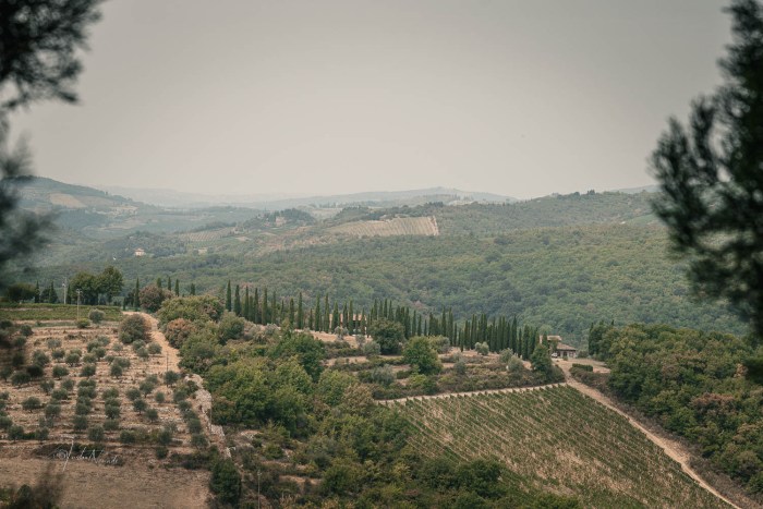 paysage pin toscane radda in chianti