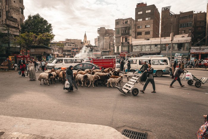 berger avec troupeau de moutons dans les rues du caire