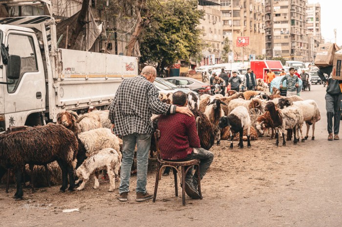 berger dans les rues du caire egypte