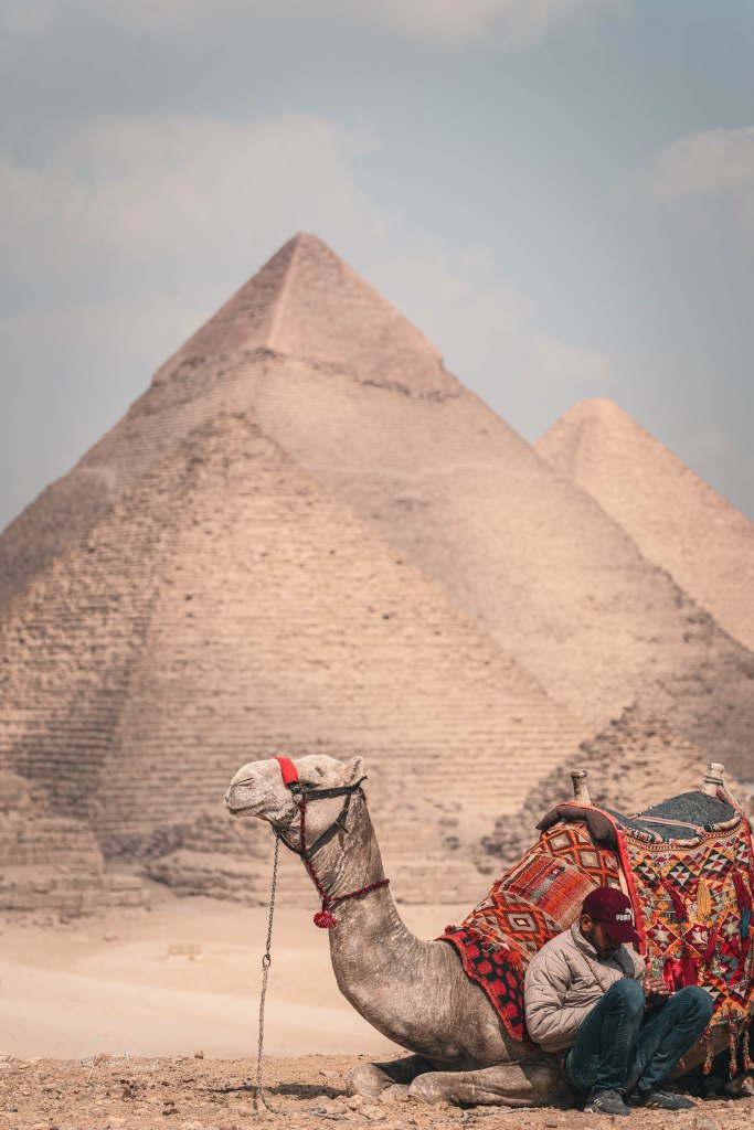 dromadaire prenant la pose devant les pyramides