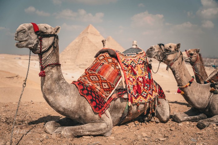 dromadaires prenant la pose devant les pyramides