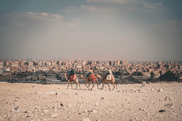 trois dromadaires devant la ville du caire