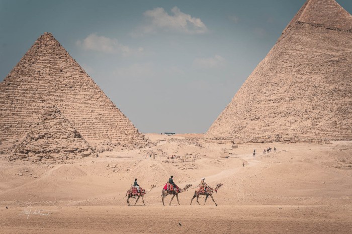 trois dromadaires passant devant les pyramides de gizeh