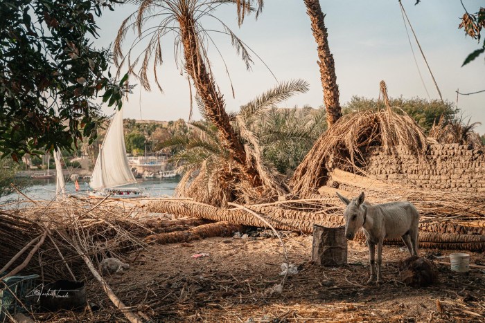 ane assouan egypte
