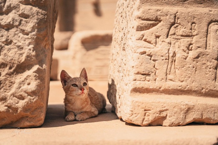 chat temple philae egypte