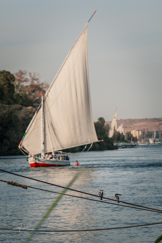 oiseau bateau assouan egypte