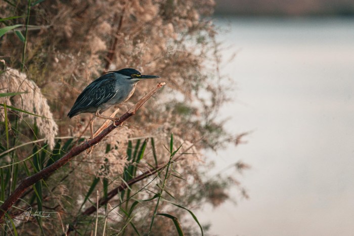 oiseau lac abu simbel egypte
